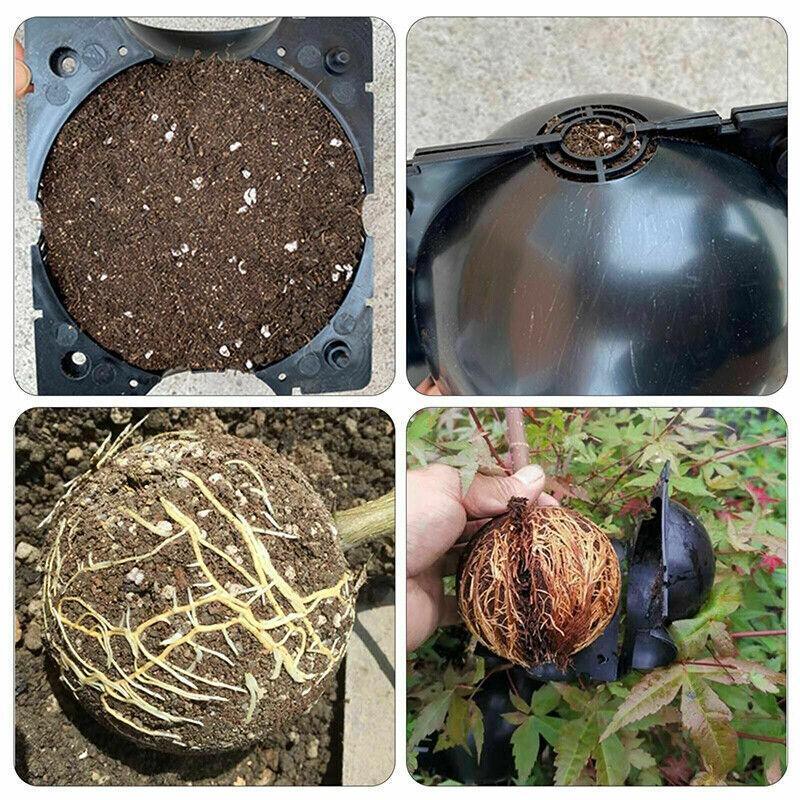 Premium Plant Rooting Ball Propagation Boxes – Large 12cm, 10 Pack