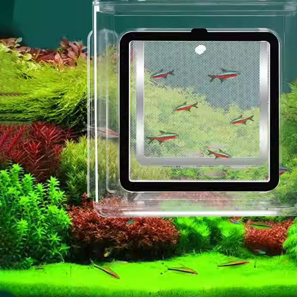 Premium Acrylic Aquarium Isolation Box with 304SS Mesh - 15cm