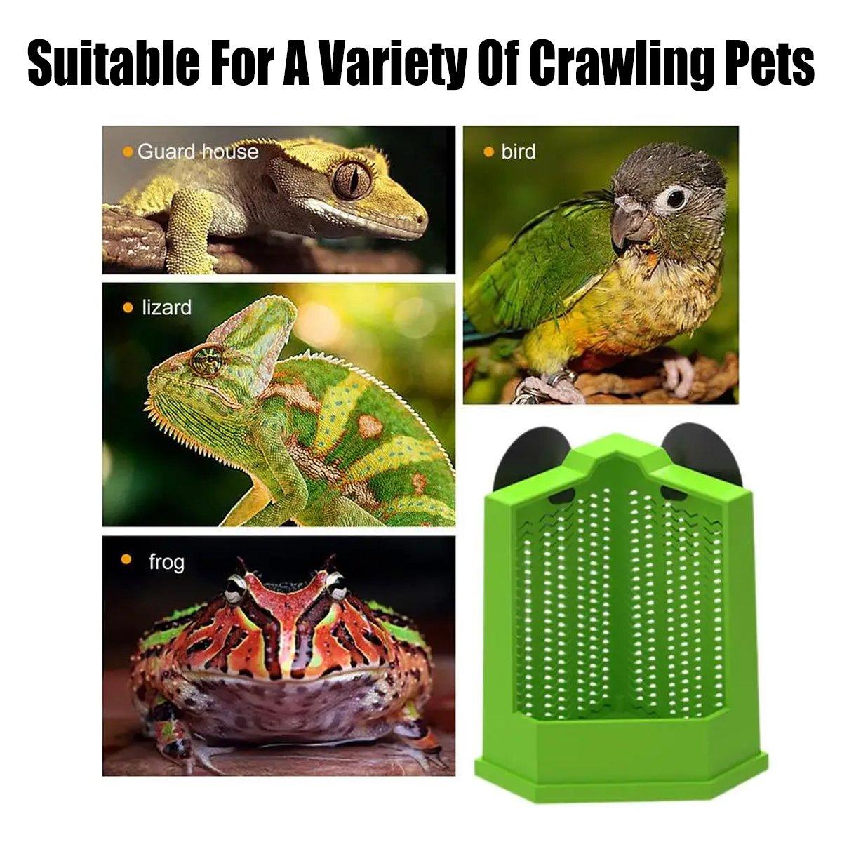 Premium Reptile Hunting Dish with Suction Cups - Green L