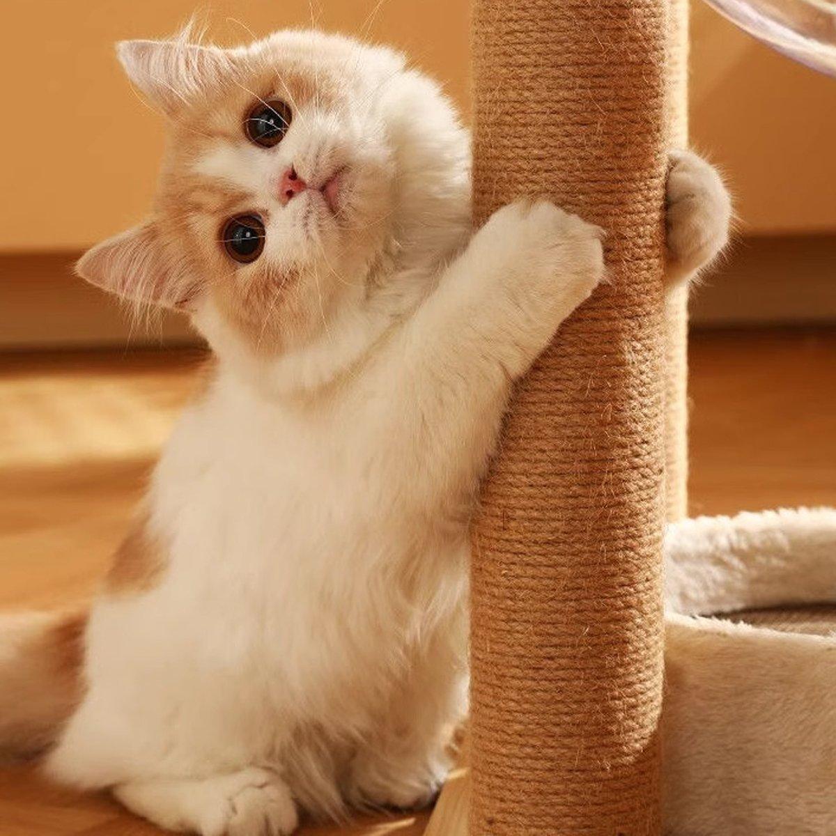 Premium Sisal Cat Scratching Post Replacement Poles - 20cm 2pcs