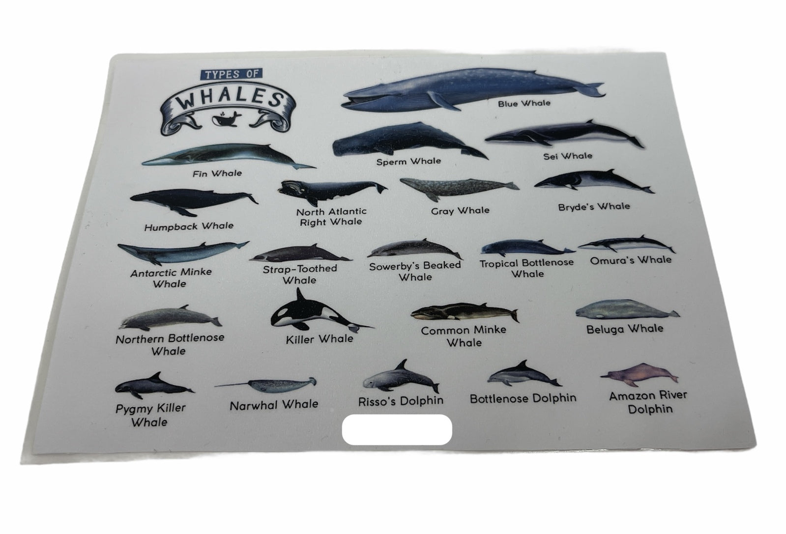 Premium Types of Whales A4 Matte Laminated Poster – 210 x 297mm