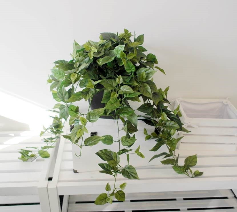 Artificial Ivy Plant 76cm in Black Plastic Pot - Realistic Foliage, Green & White - SuperSaverAU - view 1