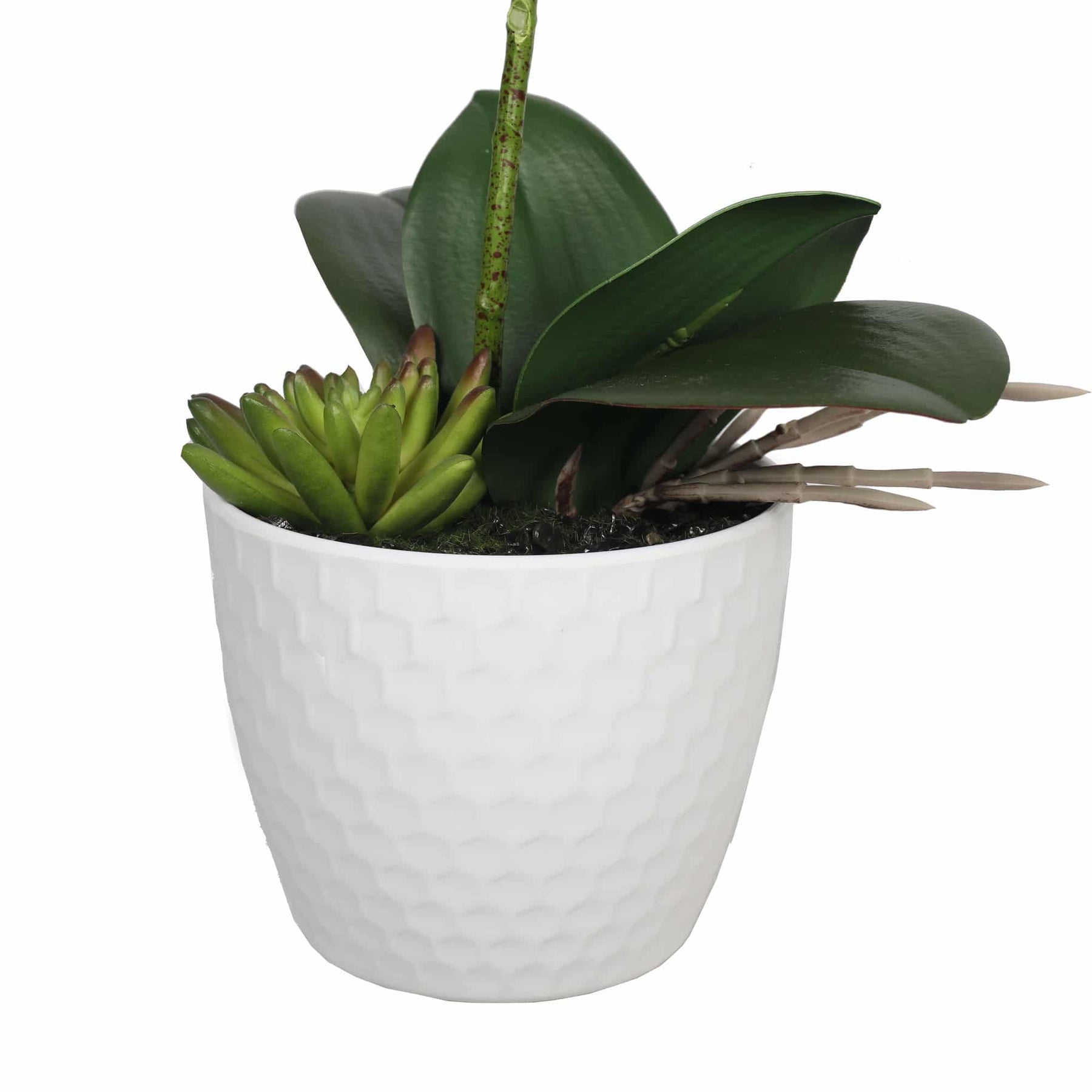 Potted Single Stem White Phalaenopsis Orchid with Decorative Pot 35cm - Low Maintenance - SuperSaverAU - view 4