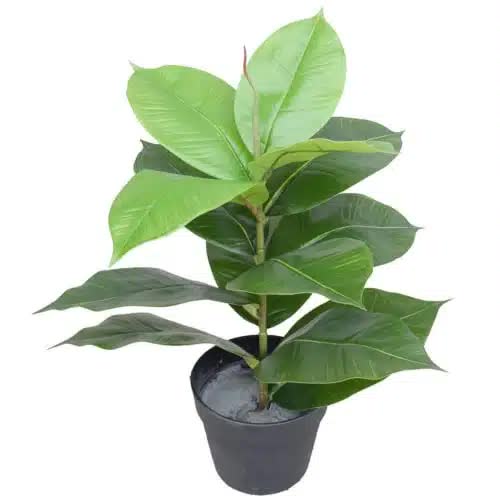 Artificial Potted Rubber Plant 55cm - Green Faux Foliage in Black Pot - SuperSaverAU - view 1