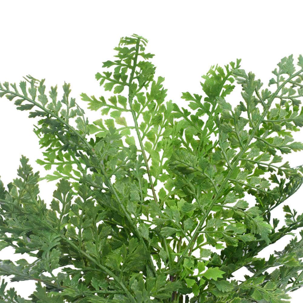 Designer Plants Faux Maiden Hair Fern Stem 40cm - Realistic, Low-Maintenance Decor - SuperSaverAU - view 3