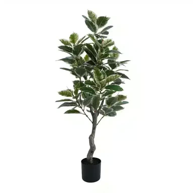 Elegant Variegated Ficus Tree 120cm - Lush Indoor/Outdoor Plant in Dark Pot - SuperSaverAU - view 3