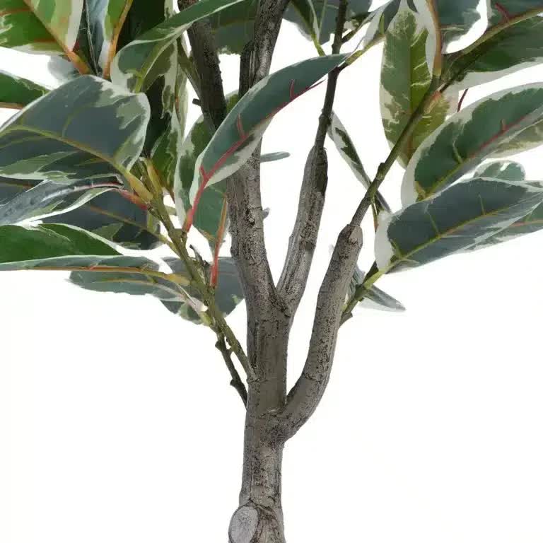 Elegant Variegated Ficus Tree 120cm - Lush Indoor/Outdoor Plant in Dark Pot - SuperSaverAU - view 5