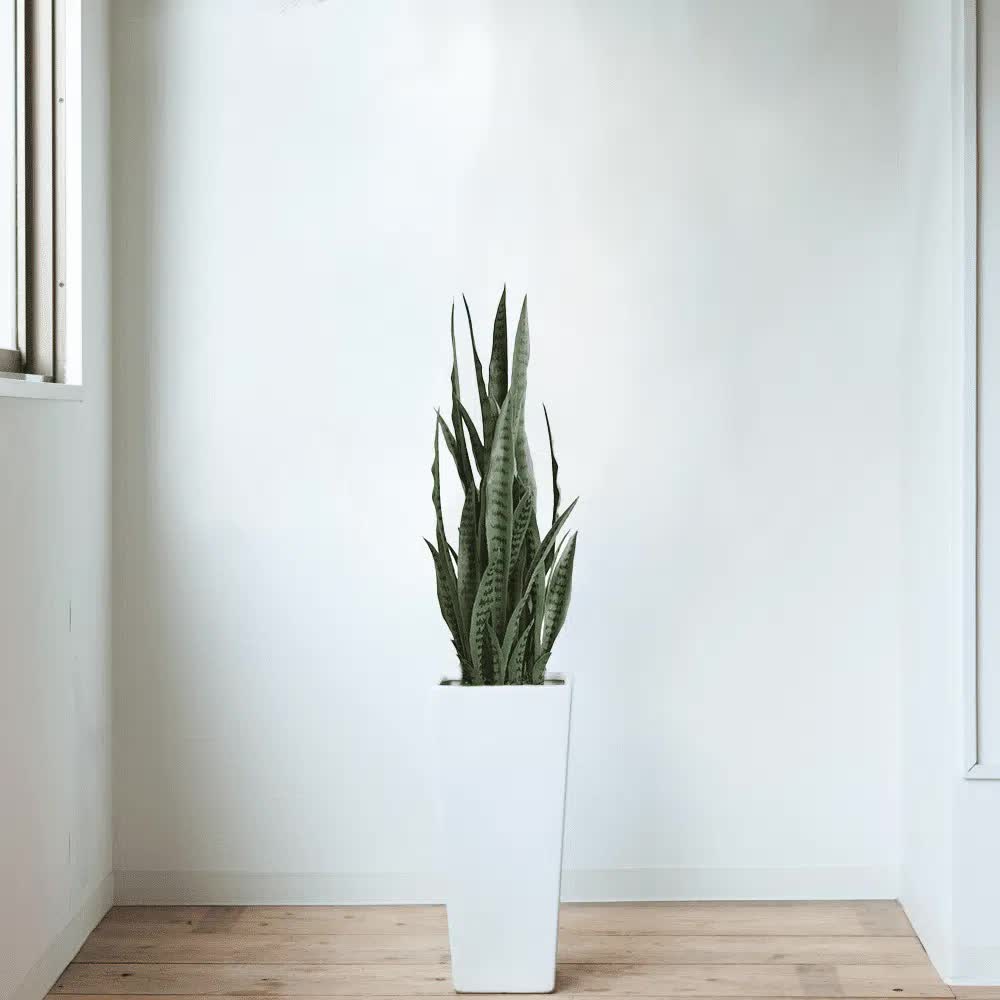 UV Artificial Snake Plant 90cm - Lifelike, UV Resistant, Maintenance-Free Decor - SuperSaverAU - view 3