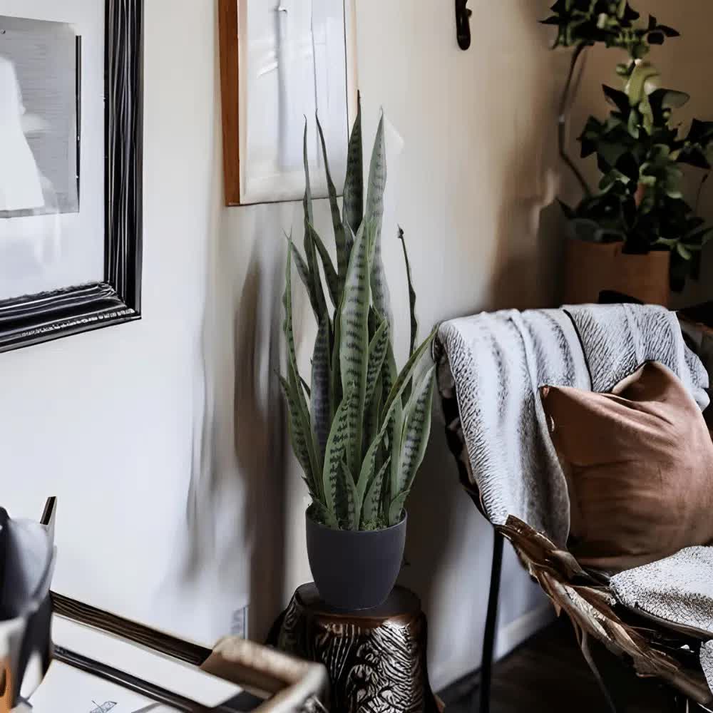 UV Artificial Snake Plant 90cm - Lifelike, UV Resistant, Maintenance-Free Decor - SuperSaverAU - view 4