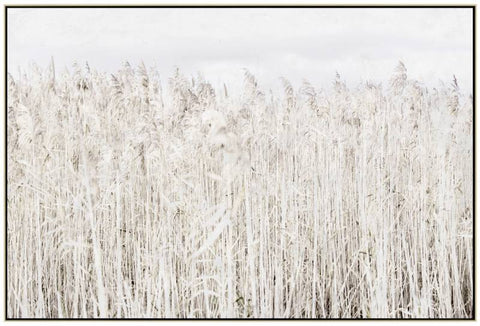 Pampas Grass Framed Canvas Wall Art 120 x 80 cm - Multi Color Decor - SuperSaverAU - view 1