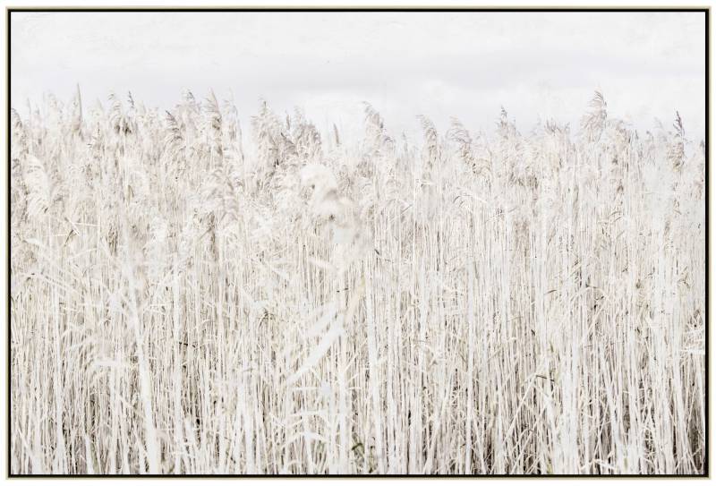 Pampas Grass Framed Canvas Wall Art 120 x 80 cm - Multi Color Decor - SuperSaverAU - view 1