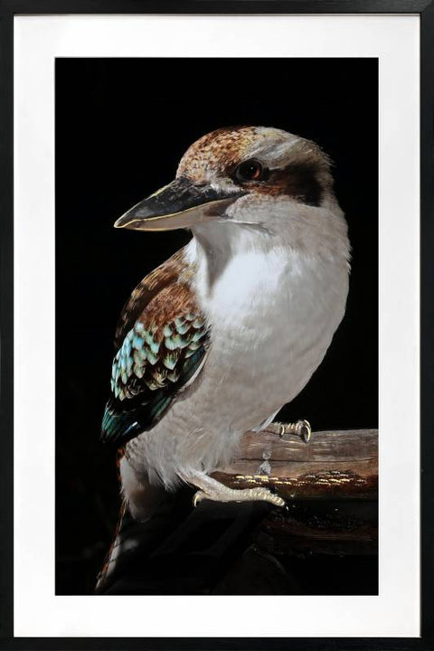 Mystery Kookaburra Artwork Framed Wall Art 80x120cm Multi Colour Glass Decor - SuperSaverAU - view 1
