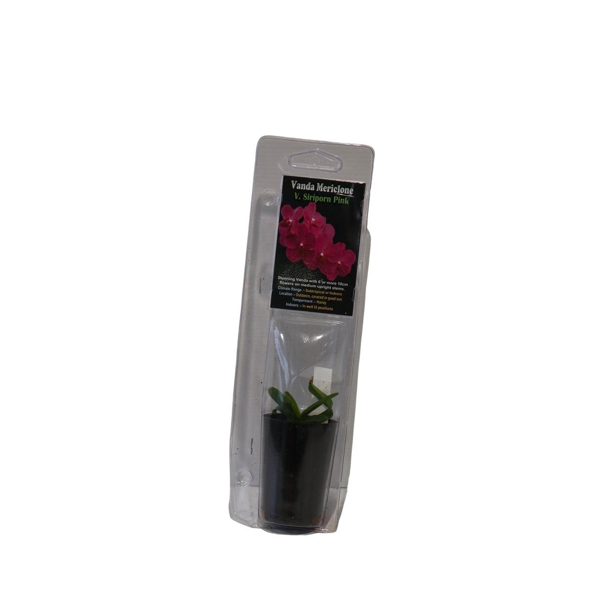 Cymbidium Hybrids 30mm Green Plant Easy Care Long-Lasting Blooms - SuperSaverAU - view 1
