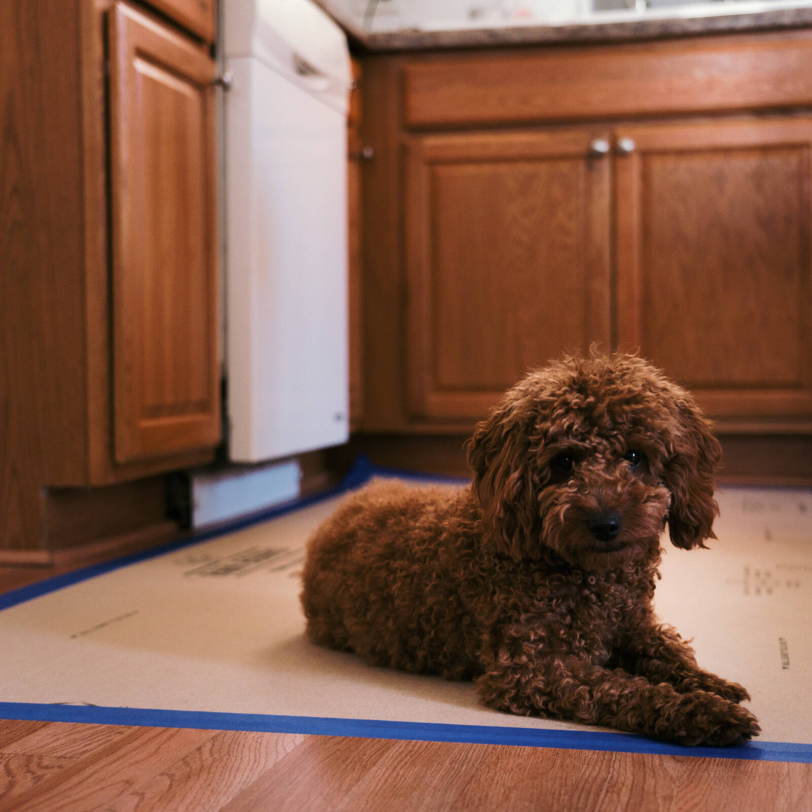 Ramboard Home Edition 915mm x 15.24m Brown Recycled Fibre Temporary Floor Protection, Indoor