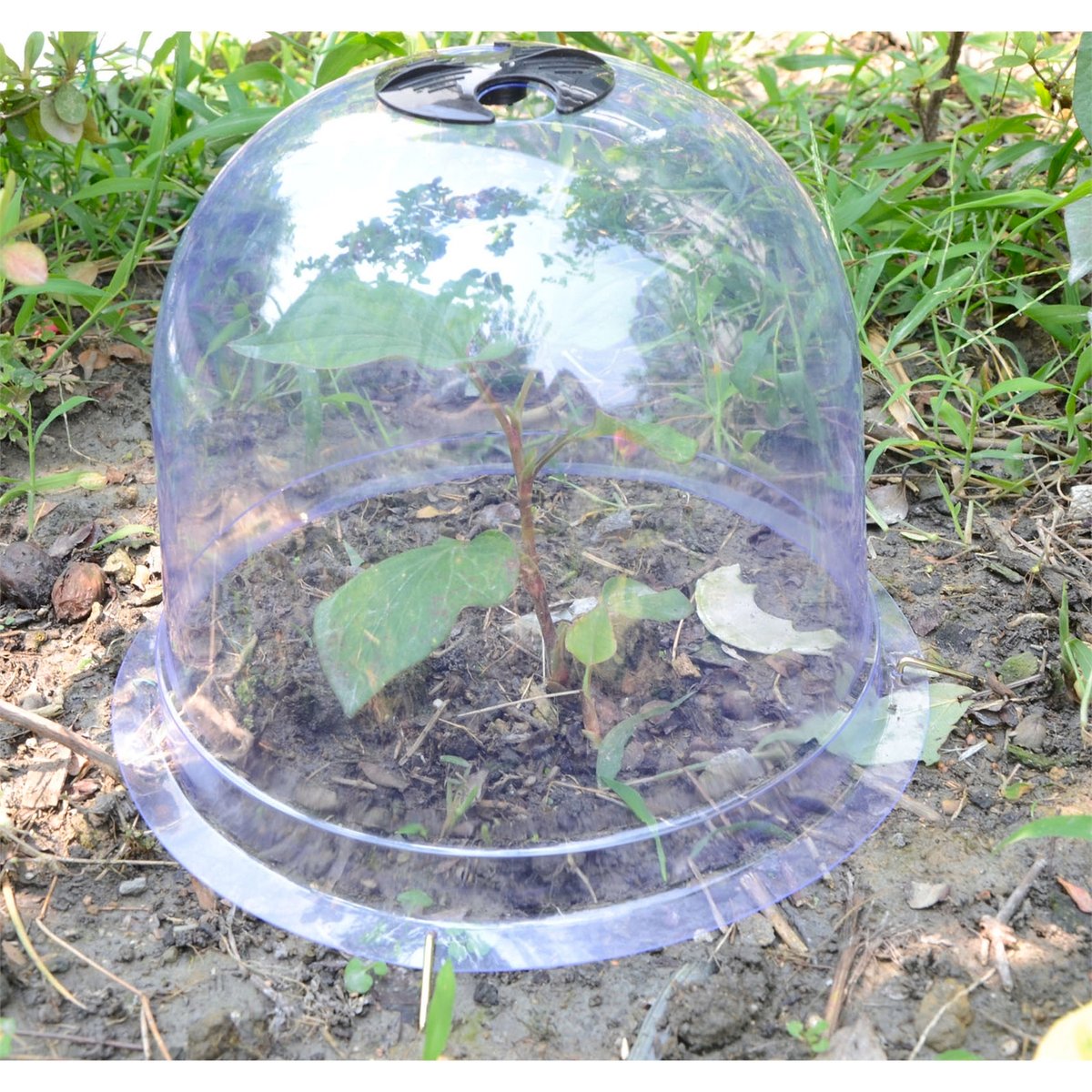 Saxon 260mm Small PVC Dome Plant Protector Cloche Frost Pest Guard