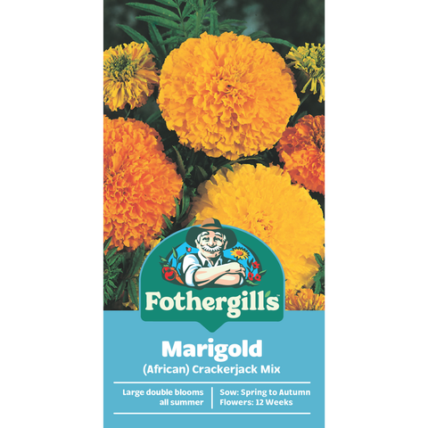 Mr Fothergill's Marigold Crackerjack Flower Seeds - Hardy Orange & Yellow Annual 75cm