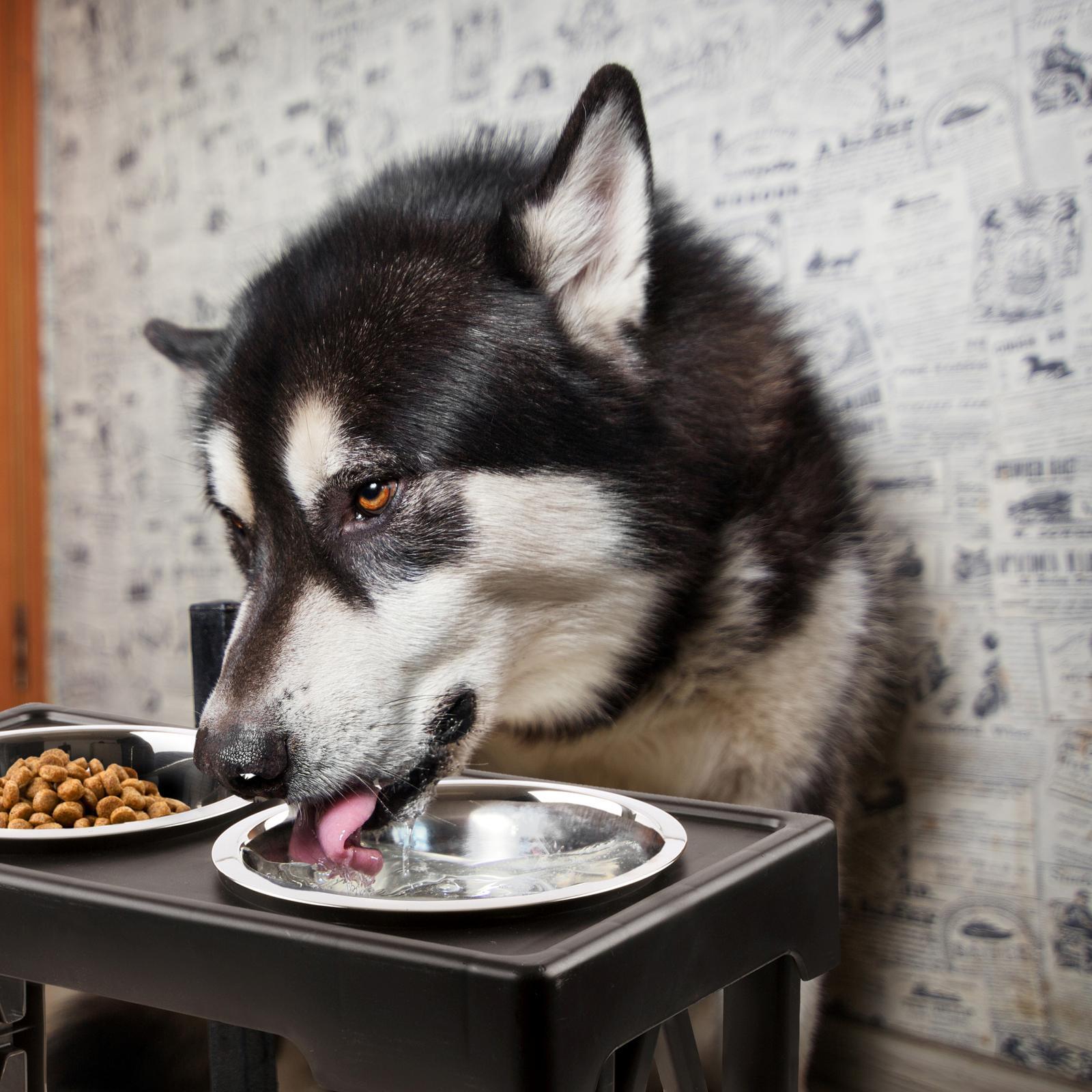 Pet Zone Black Adjustable Stainless Steel Double Dog Feeder with Non-Slip Base