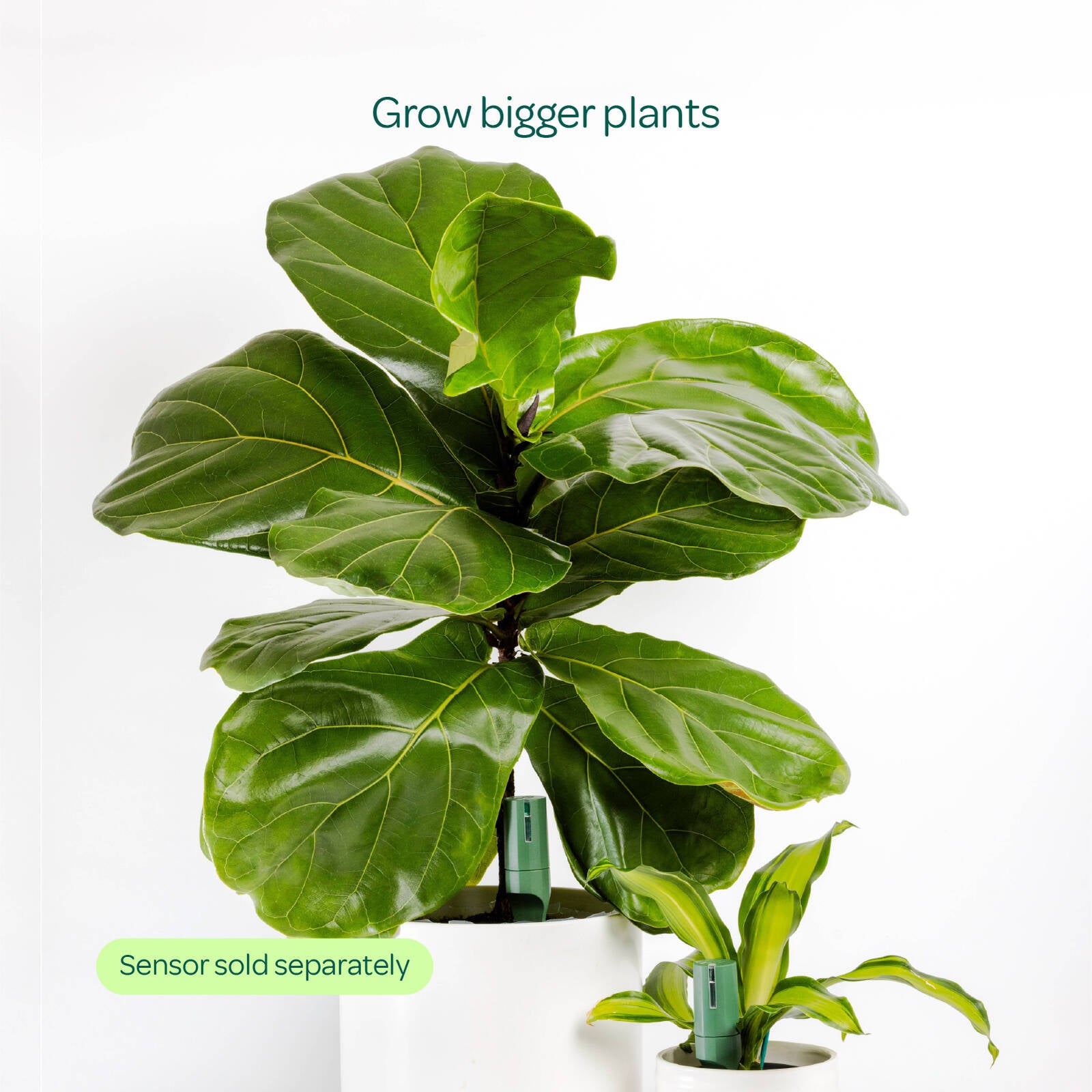 Willow Smart Indoor Large Pot Extension Moss