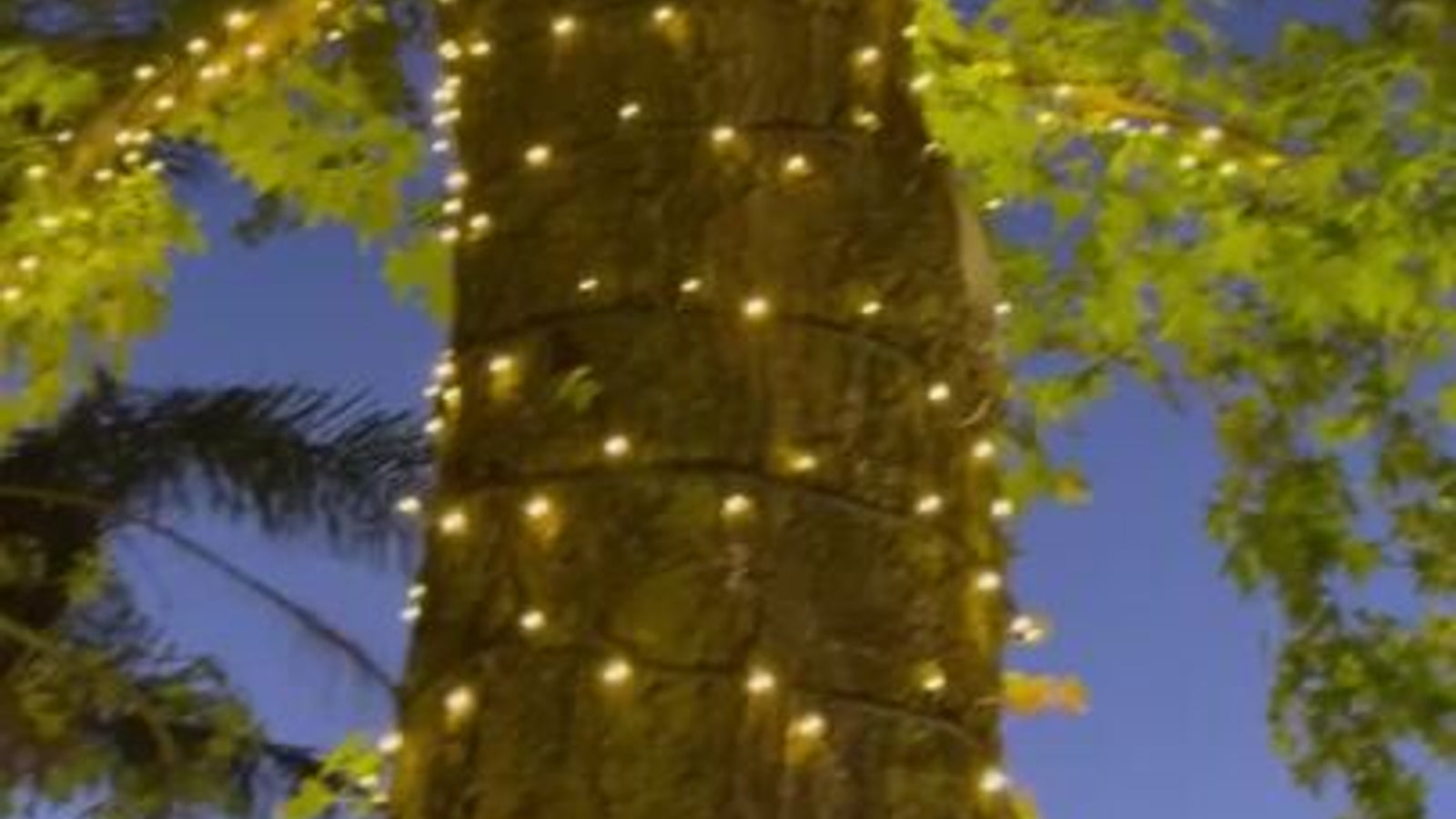 Lytworx 23.9m Warm White 240 LED Connectable Heavy Duty Fairy Lights IP44 60995