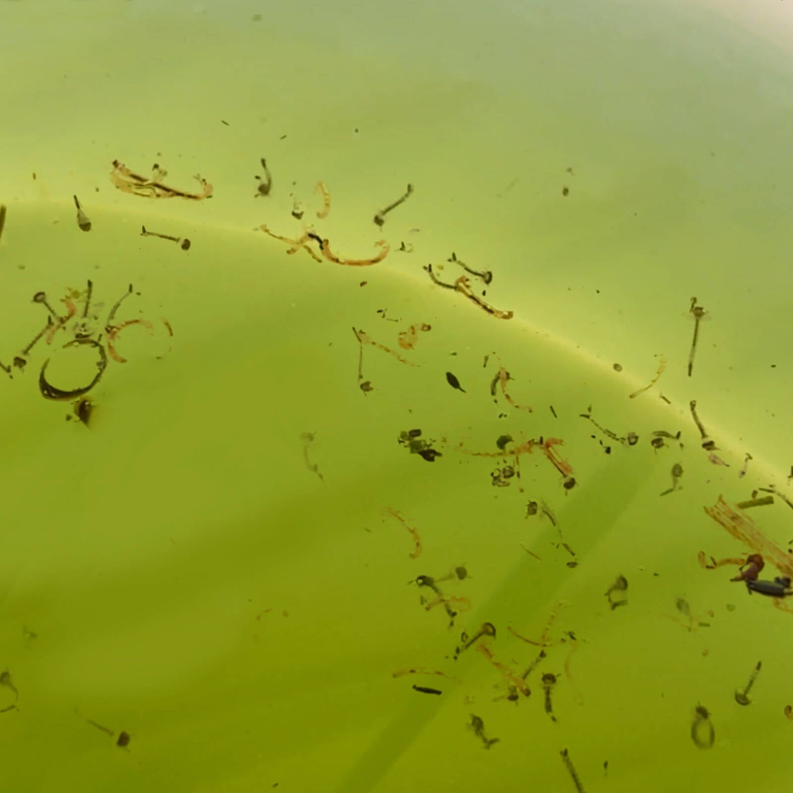 EnviroSafe Mosquito Larval Trap, Insecticide-Free Mosquito Breeding Trap