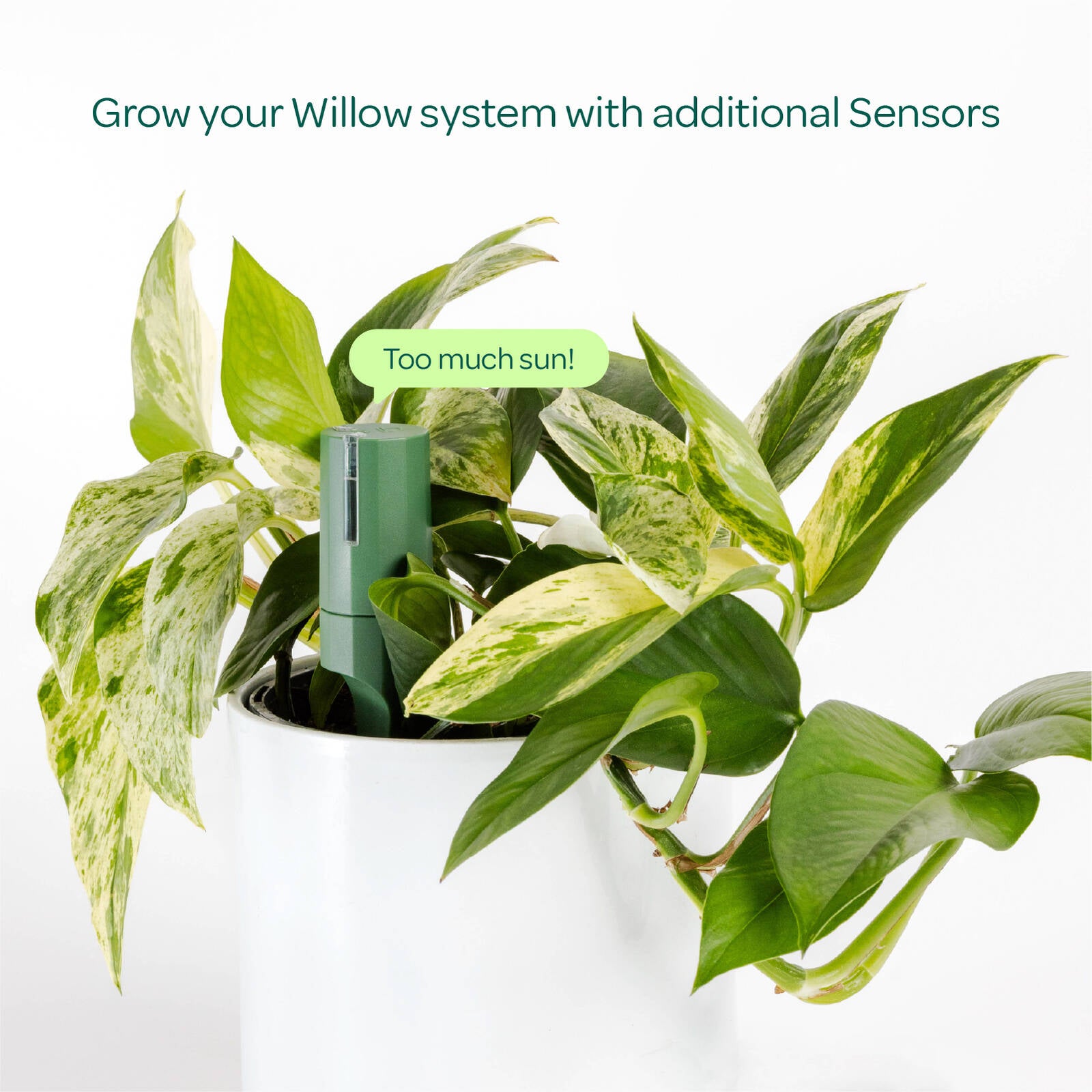 Plant with Willow Smart Indoor Plant Sensor Moss, Bluetooth Monitoring