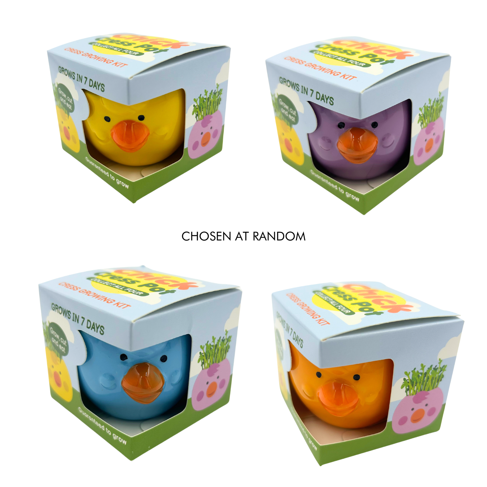 Mr Fothergill's Cress Chick Grow Kit Ceramic Pot Assorted Colours