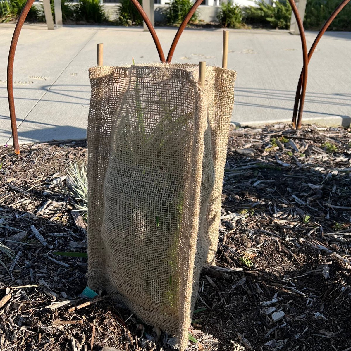 Pillar Natural Hessian Tree Guard Sleeve 30 x 45cm 3 Pack Breathable