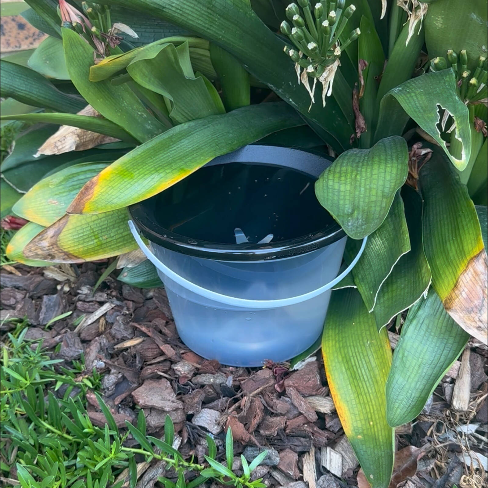EnviroSafe Mosquito Larval Trap, Insecticide-Free Mosquito Breeding Trap