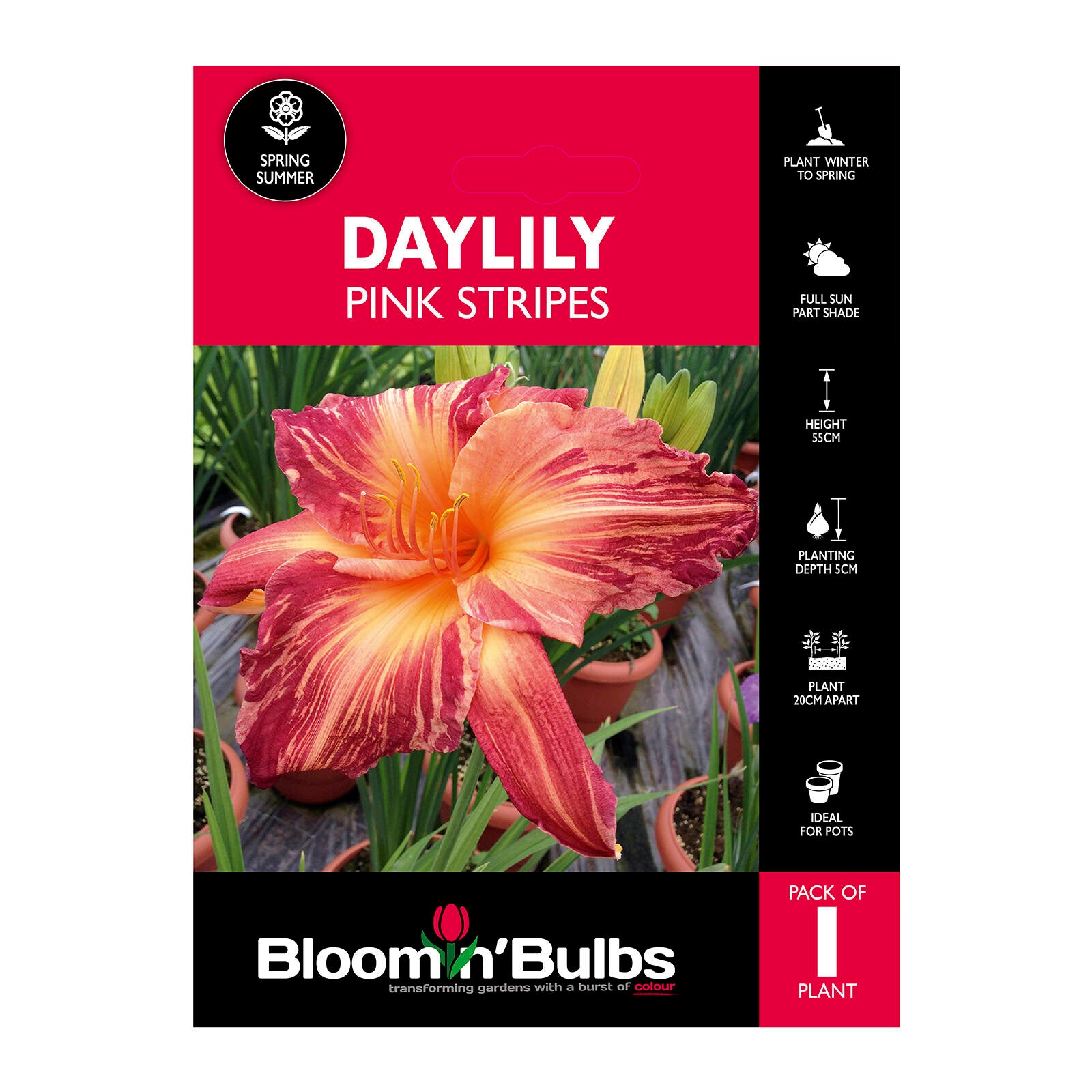 Bloomin' Bulbs Summer Daylily Pink Stripes 1 Pack