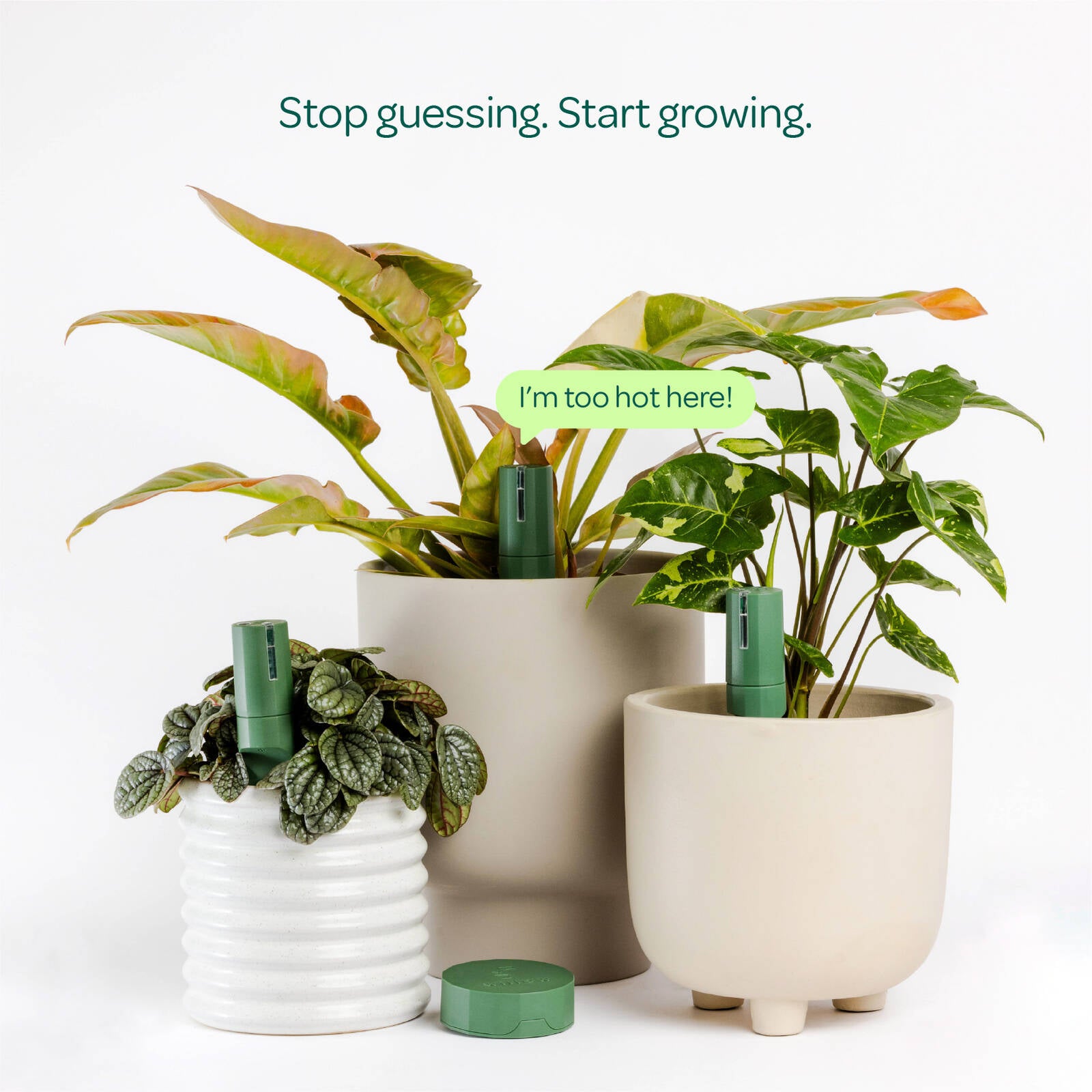 Plant with Willow Smart Indoor Plant Sensor Plant Parent Pack Moss, 3 Sensors