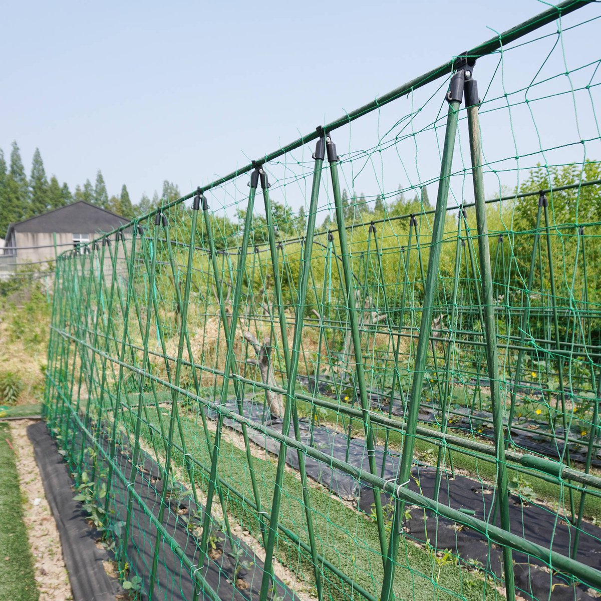 Jack 1.8 x 2.7m Green Climbing Plant Trellis Netting, 150mm Mesh
