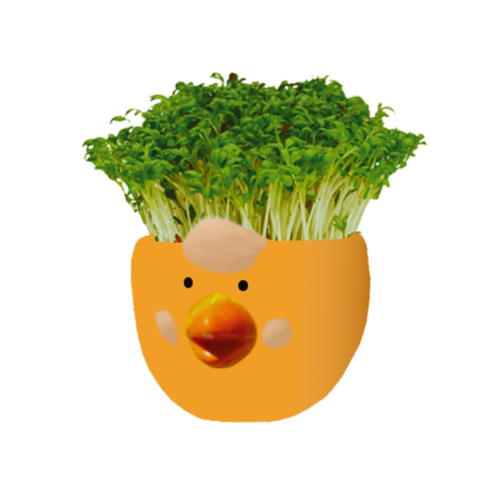 Mr Fothergill's Cress Chick Grow Kit Ceramic Pot Assorted Colours