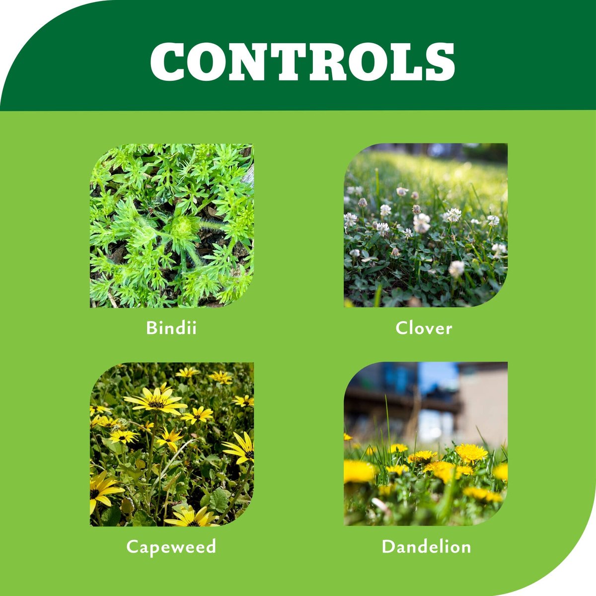 Yates Bindii & Clover 500ml Lawn Weedkiller Concentrate Broadleaf Weed Control