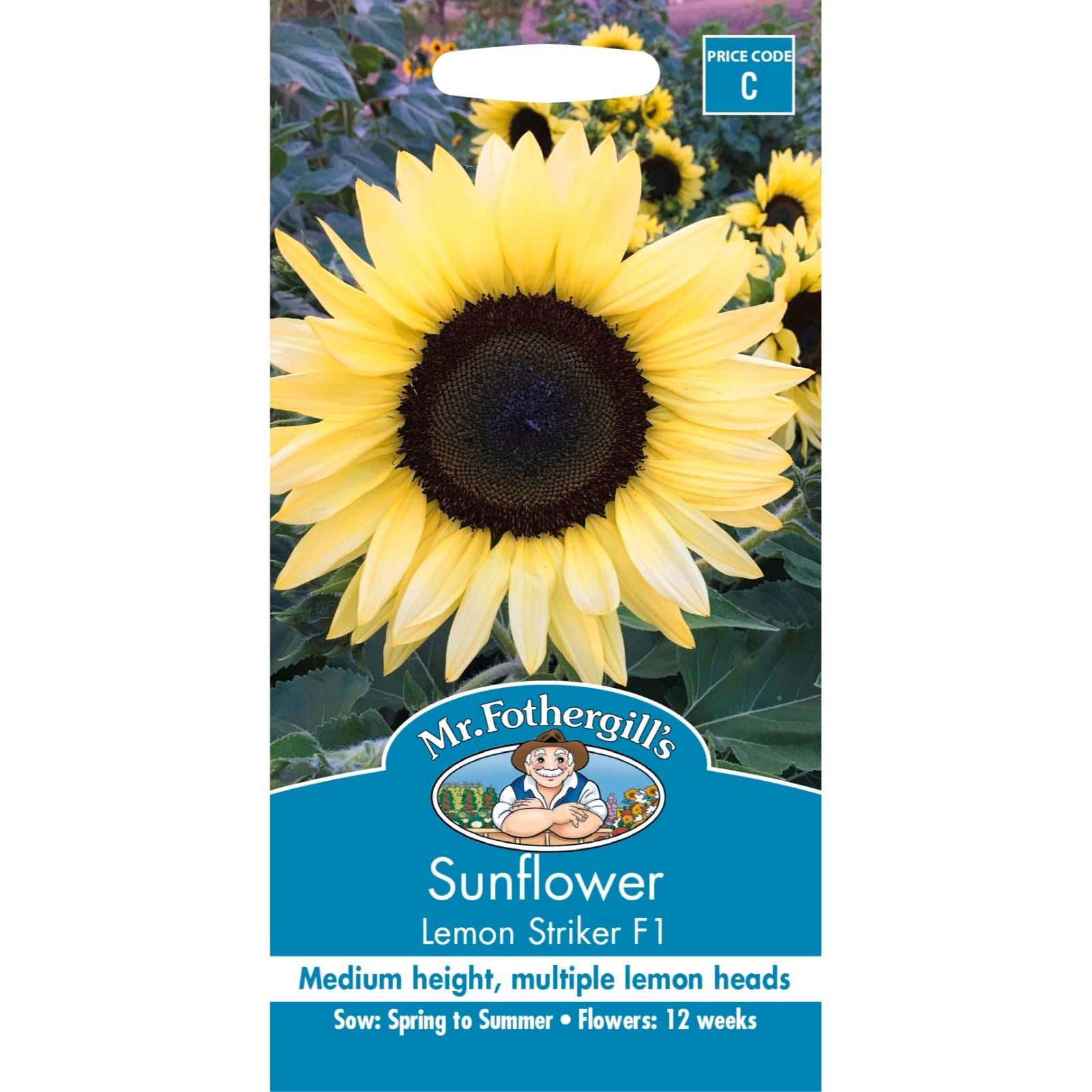 Mr Fothergill's Sunflower Lemon Striker F1 Flower Seed
