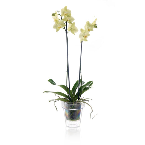 Eden Orchid Planter - 15cm - Polypropylene - Clear Design - SuperSaverAU - view 2