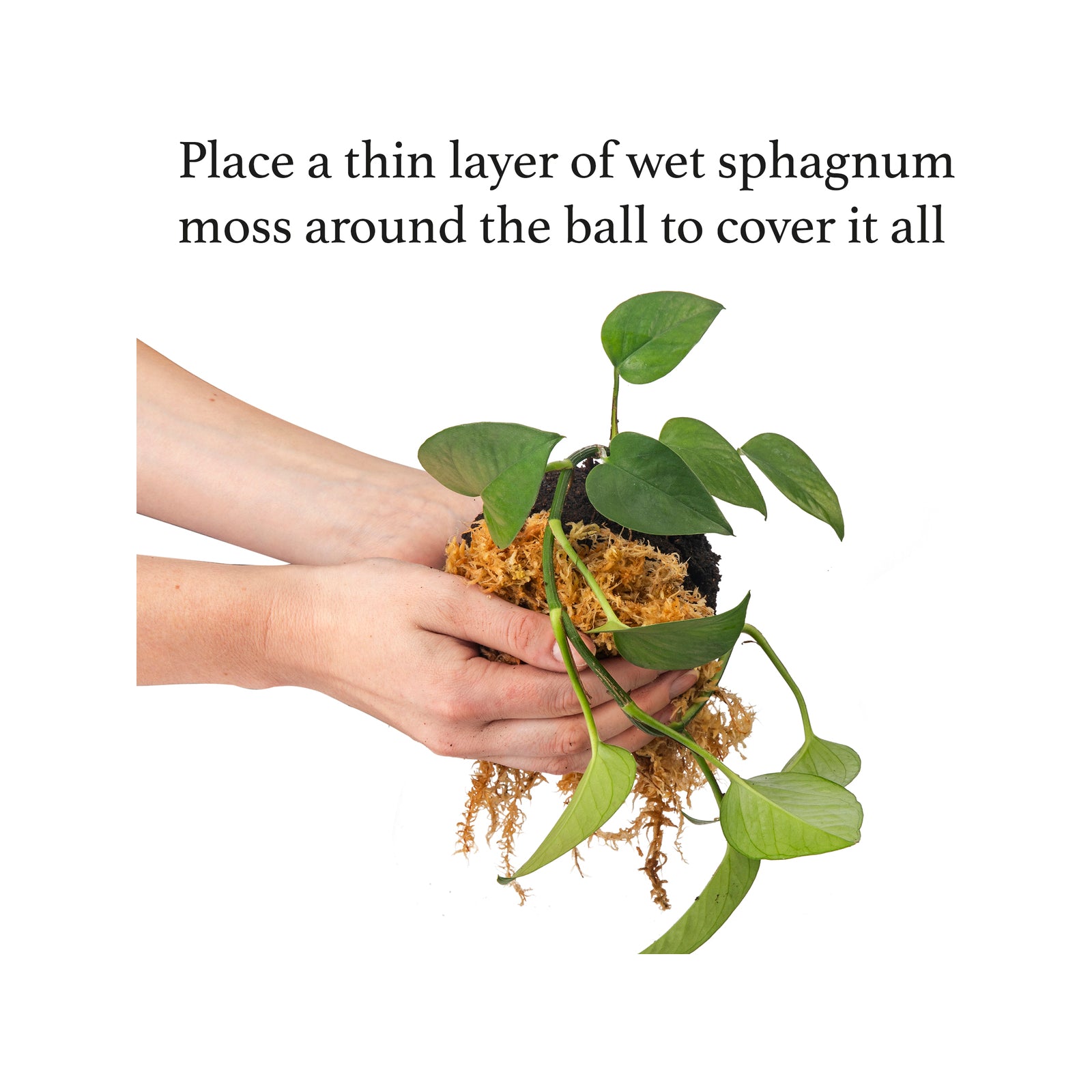 Kokedama Kit with Ceramic Stand and Twine