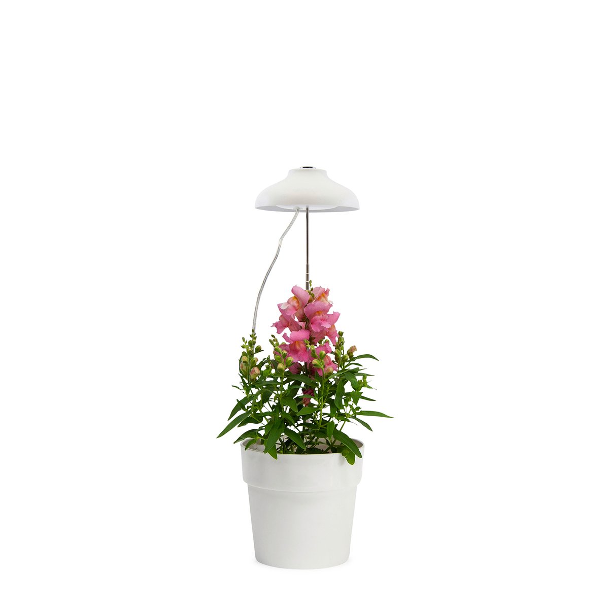 Home Grown Indoor Grow Light - Adjustable 70cm - Metal - Full Spectrum - SuperSaverAU - view 2