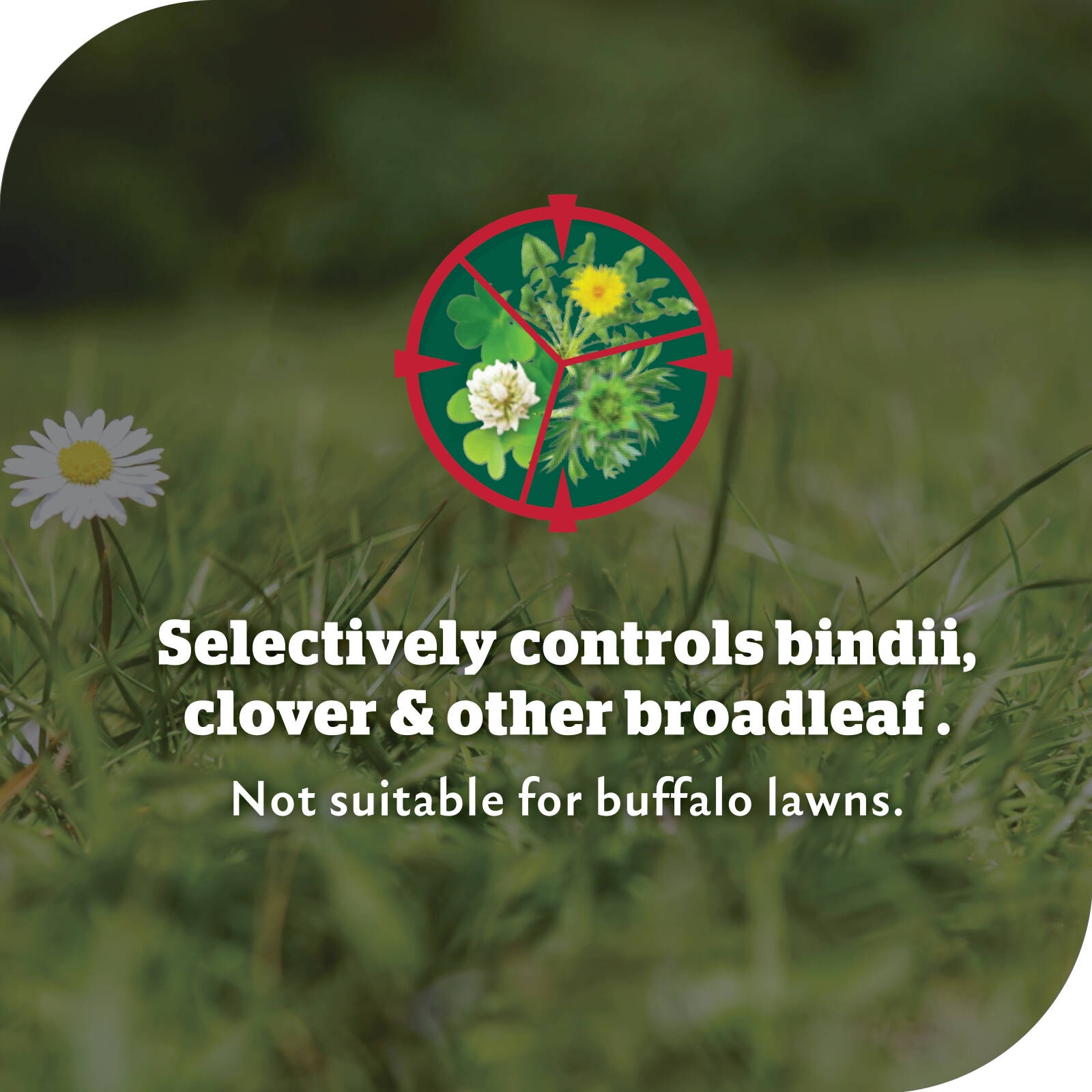 Yates Bindii & Clover 500ml Lawn Weedkiller Concentrate Broadleaf Weed Control