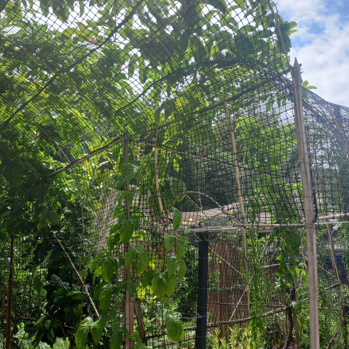 Jack Supa-Net 600mm x 10m Fine Black Pest Control Mesh