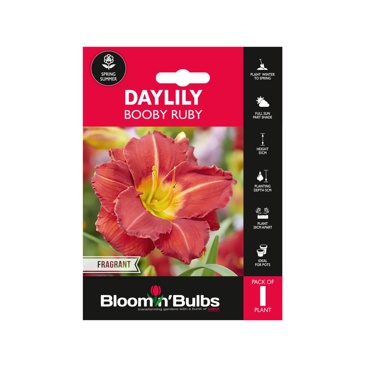 Bloomin Bulbs Daylily Booby Ruby 1 Pack - 193mm x 130mm x 60mm - Burgundy Red Blooms - Easy to Grow - SuperSaverAU - view 1