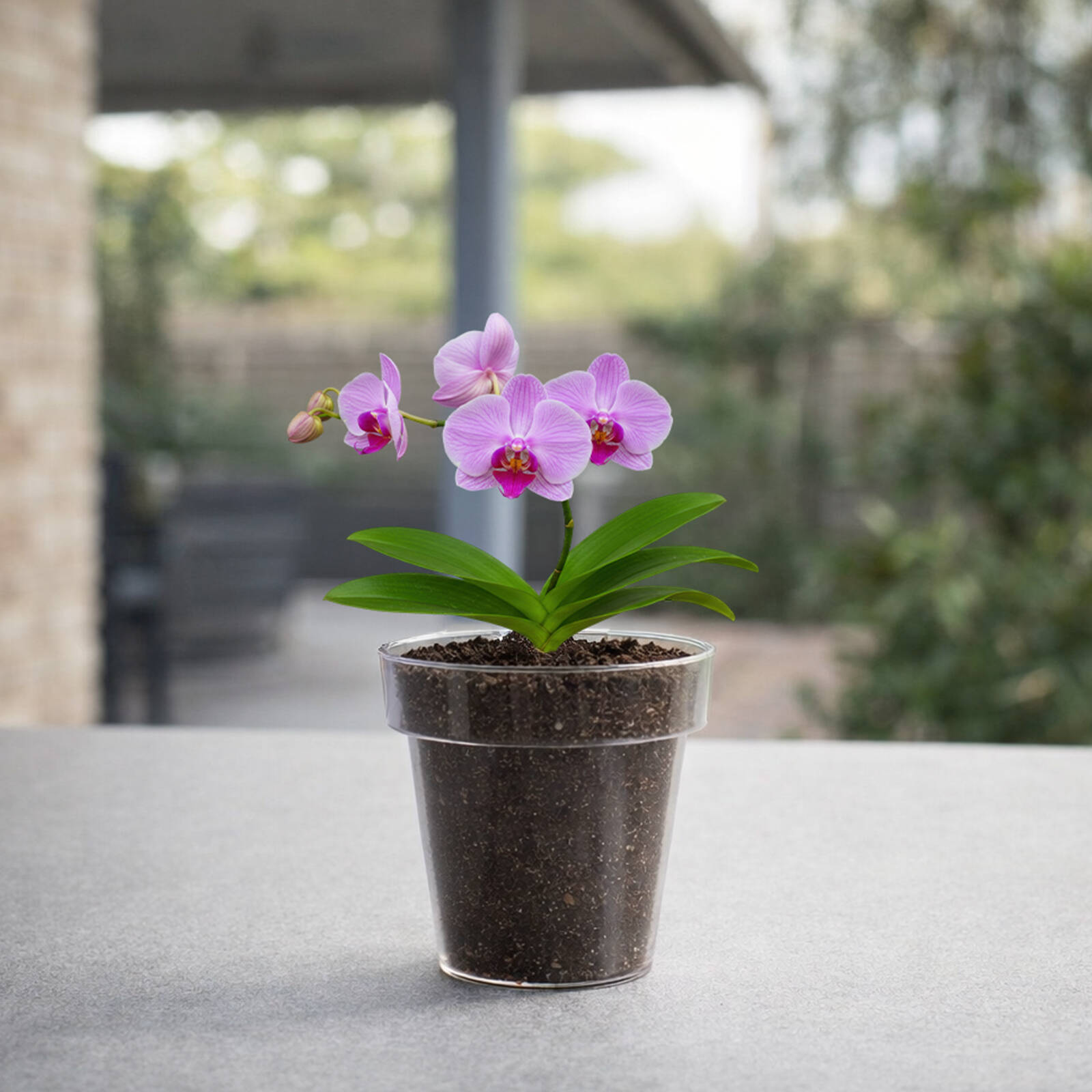 Eden 14cm Clear Round Orchid Planter - Polypropylene