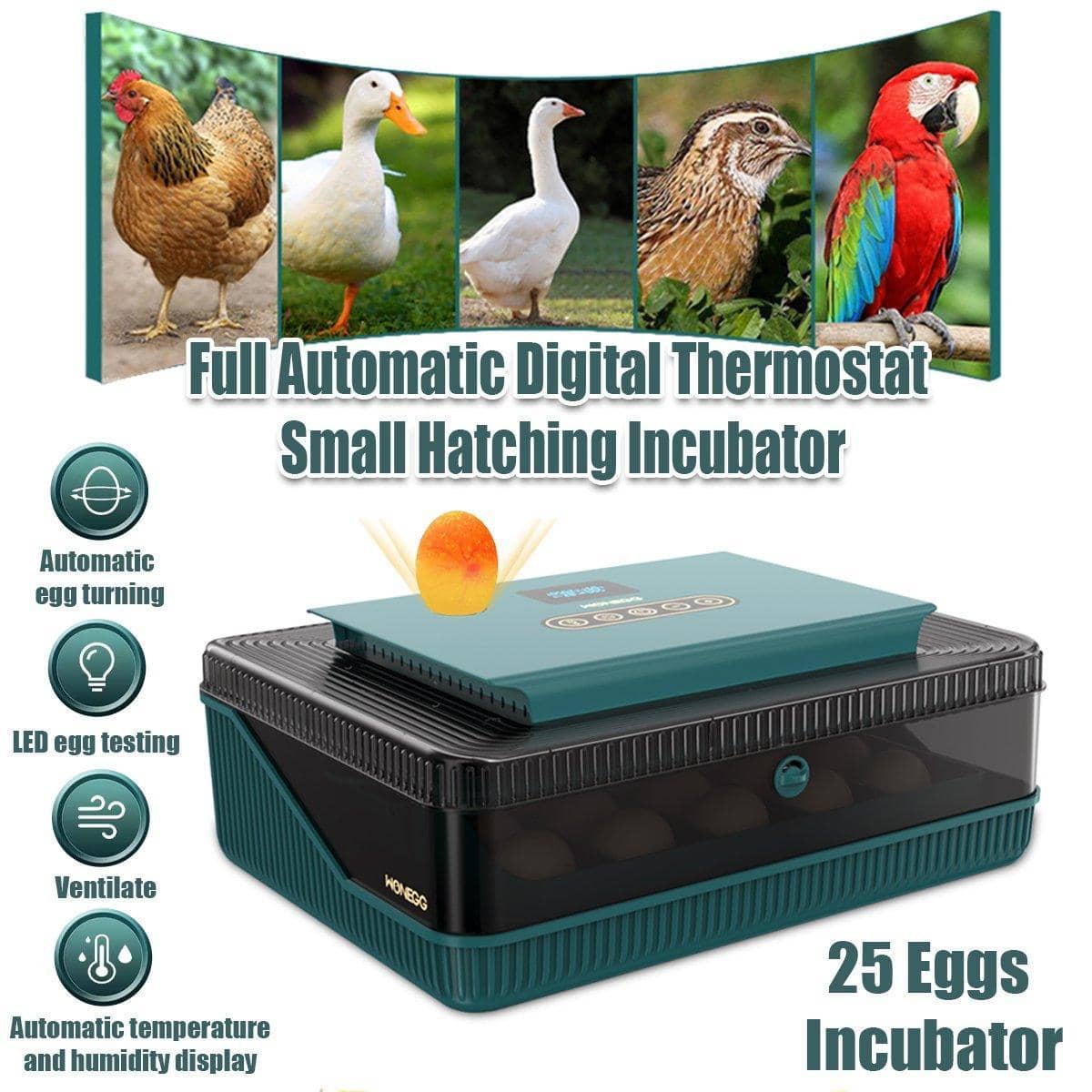 Fully Automatic 25 Egg Incubator with Temperature Display for Hen, Duck and Quail Eggs - view 3