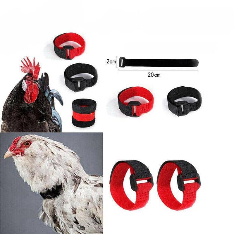 Rooster Anti-Crow Collars, Adjustable Nylon, Pack of 10 - Black - view 5