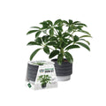 Mr Fothergill House Plant Grow Kit - Umbrella Tree - 100mm Terracotta Pot - Indoor Gardening - SuperSaverAU - view 2
