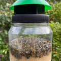 Envirosafe European Wasp Trap - 130mm x 190mm x 90mm - Non-Toxic - Rapid Activation - SuperSaverAU - view 3