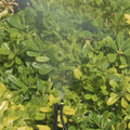 Pope Micro Jet Mist Spray - 10 Pack - Polypropylene - Ideal For Plants - SuperSaverAU - view 4