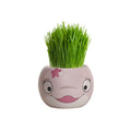 Mr Fothergill's Grass Hair Dolphin Growing Kit, Fun Kids' Ryegrass Kit