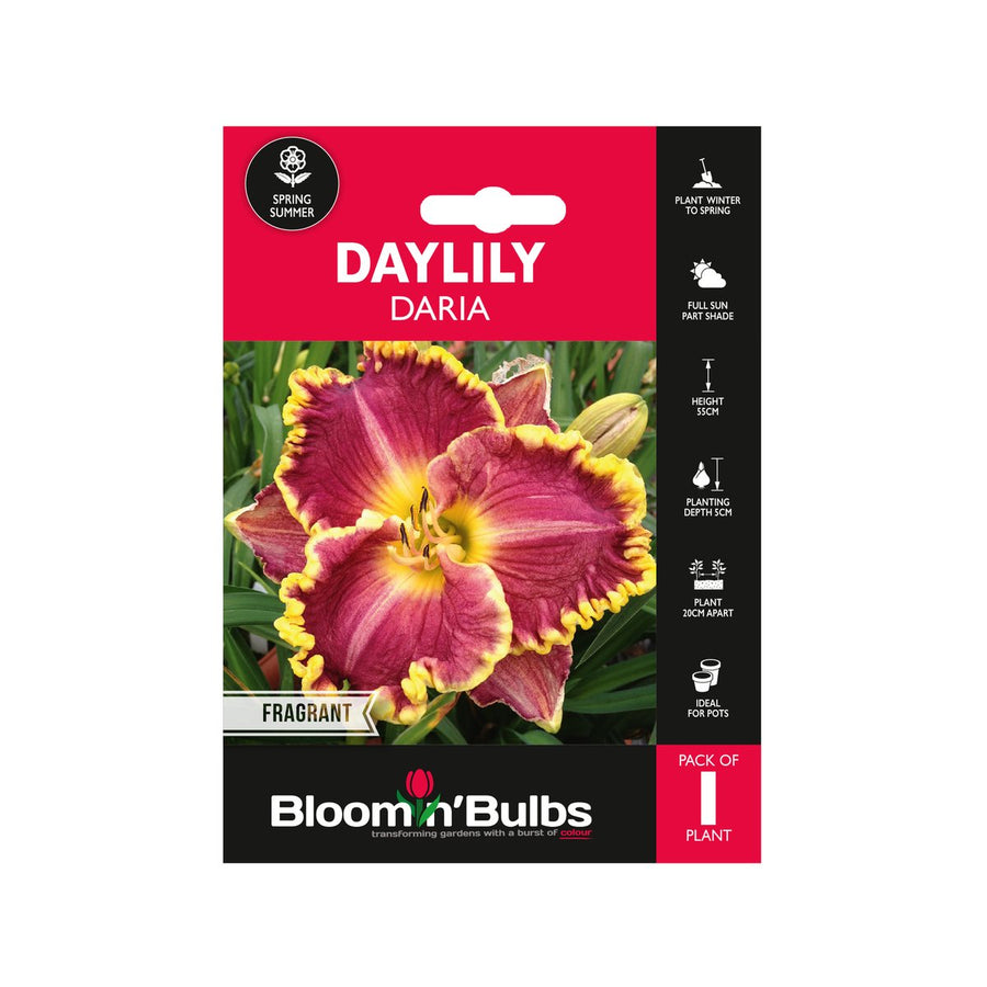 Bloomin Bulbs Daylily Daria 1 Pack - 193mm x 130mm x 60mm - Violet Magenta - SuperSaverAU - view 1