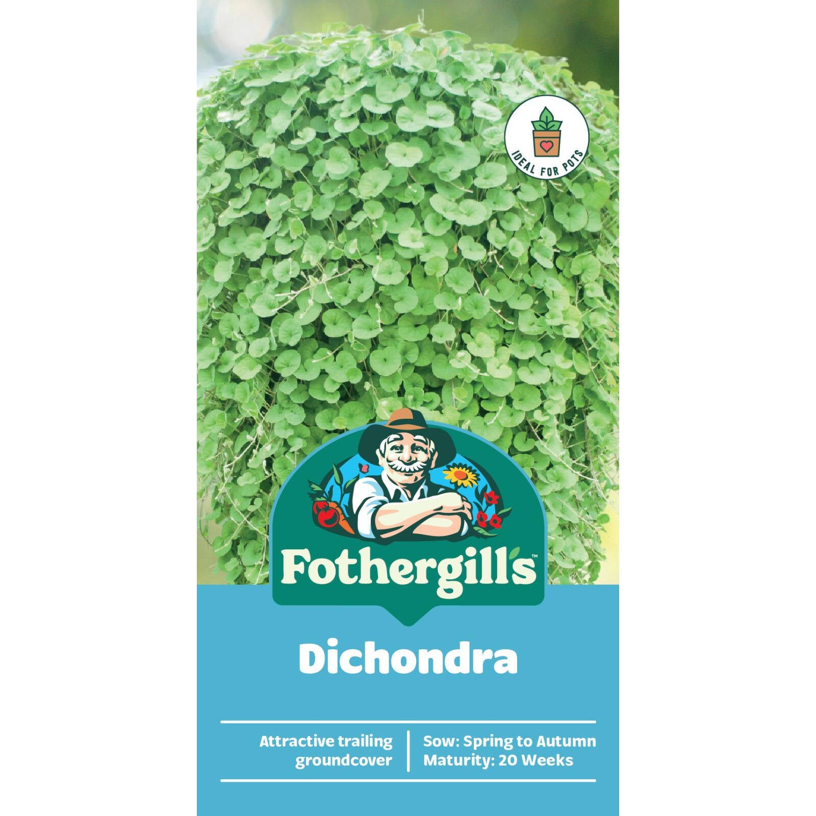 Mr Fothergill's Dichondra Seeds Low-Maintenance Ground Cover & Lawn Alternative
