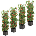 Greenlife Tomato Tower With 3 Tier Frame 4 x Pack - SuperSaverAU - view 3